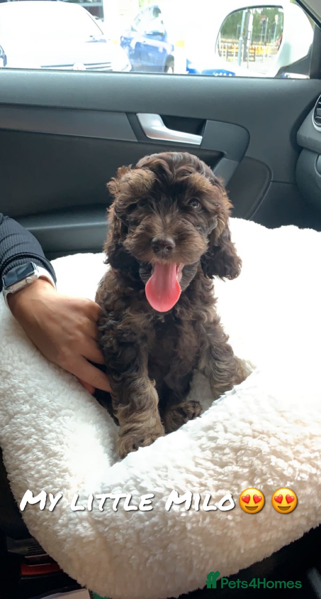 Cockapoo dogs for stud: Milo for stud - Image 7