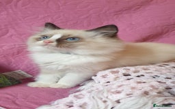 Ragdoll cats for sale: 💖Beautiful GCCF Registered Ragdoll Kittens. - Image 29