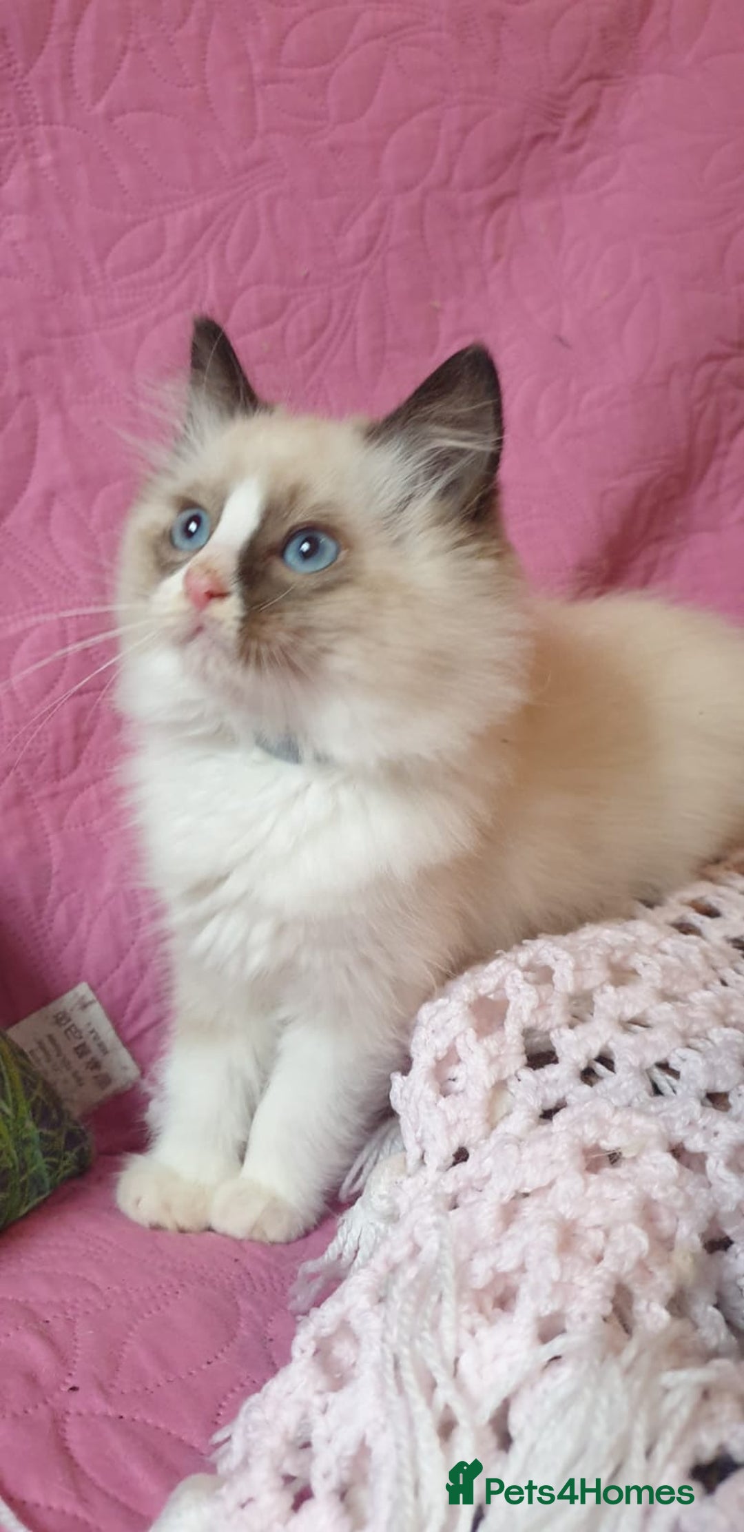 Ragdoll cats for sale: 💖Beautiful GCCF Registered Ragdoll Kittens. - Image 29