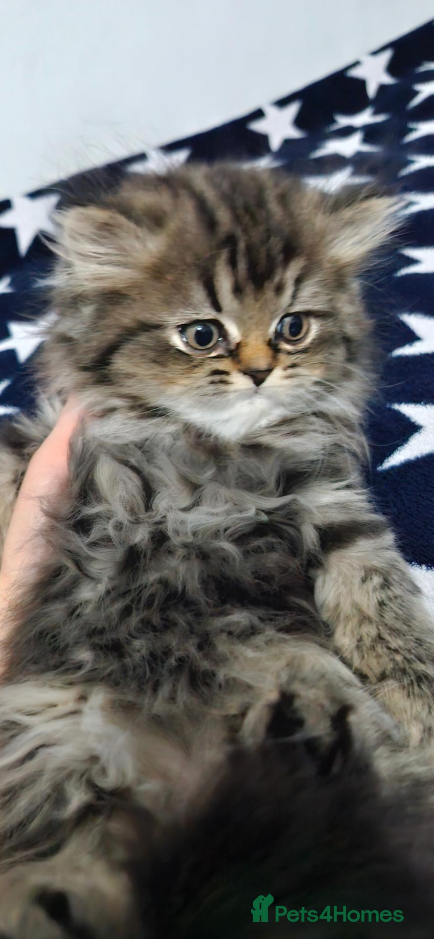 Persian cats for sale: 4 Persian Kittens Doll Face  - Advert 2
