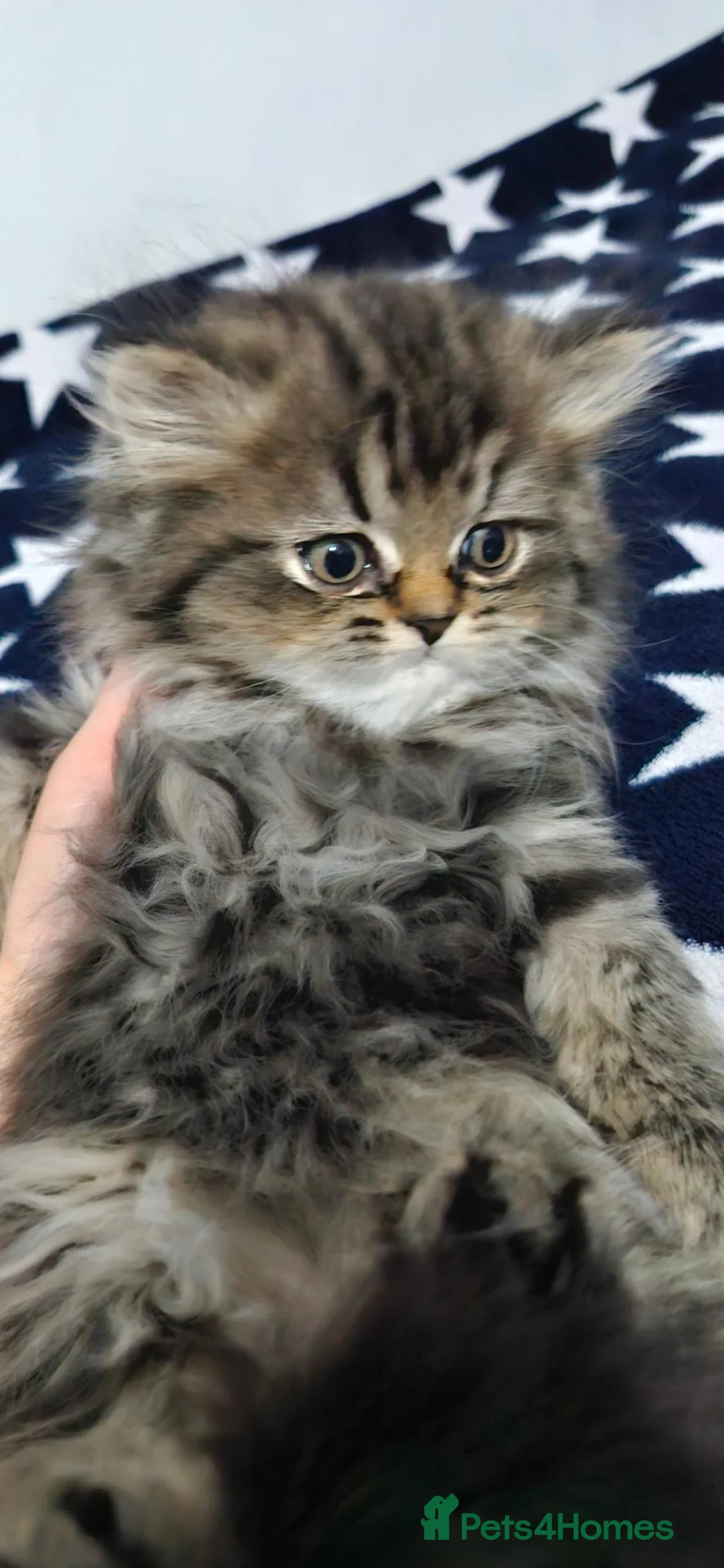 Persian cats for sale: 4 Persian Kittens Doll Face  - Advert 2
