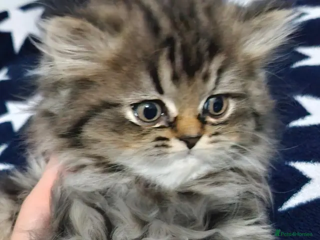 Persian cats for sale: 4 Persian Kittens Doll Face - Advert 2