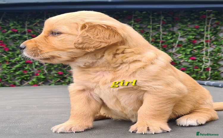 Golden Retriever dogs - Advert 4