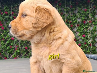 Golden Retriever dogs - Advert 4