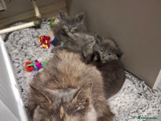 Mixed Breed cats 4 kittens looking for loving home - Advert 1