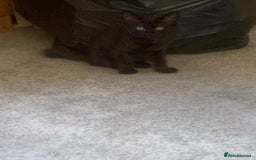 Mixed Breed cats for sale: Kittens for sale  - Image 6