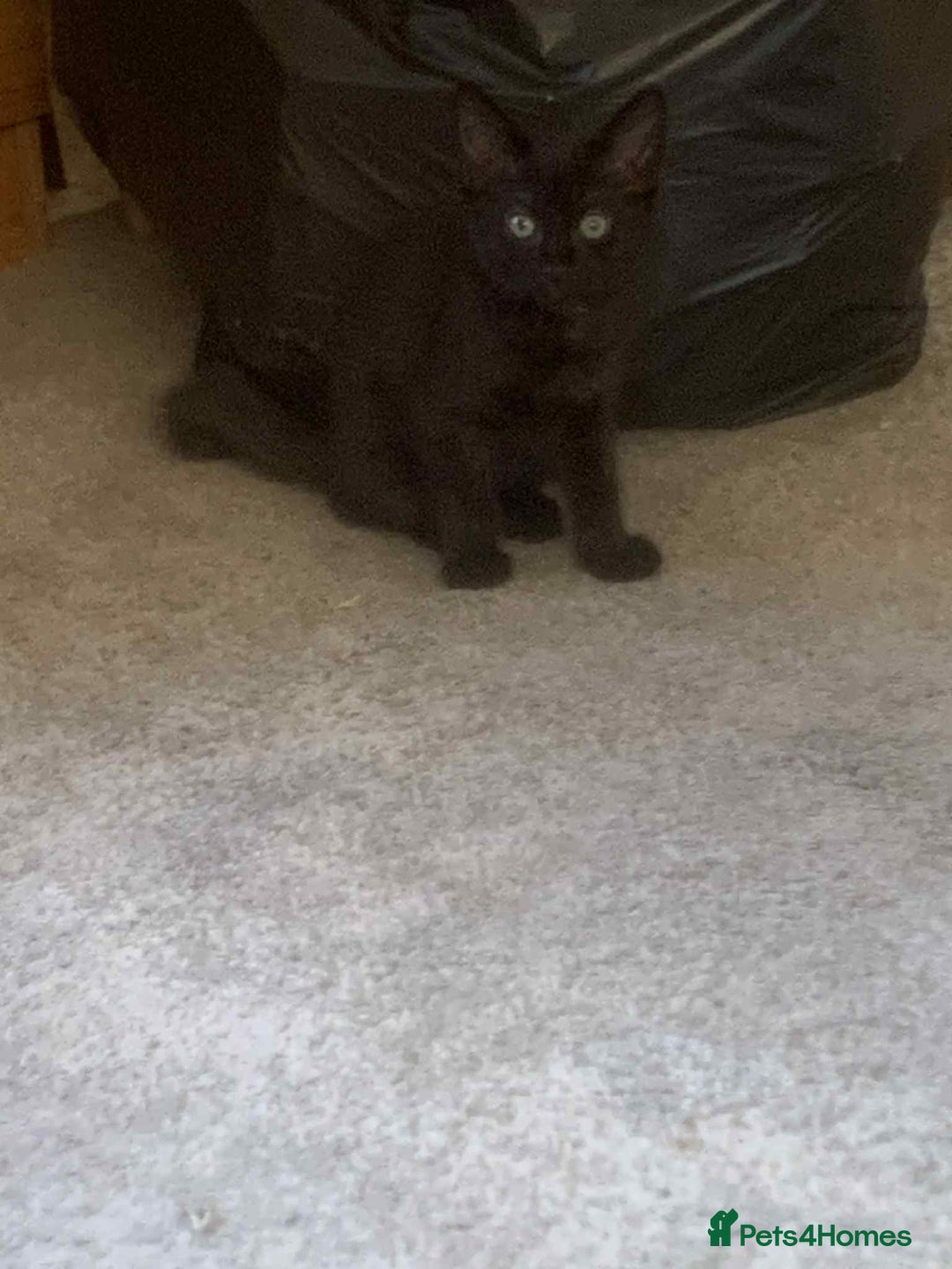 Mixed Breed cats for sale: Kittens for sale  - Image 6
