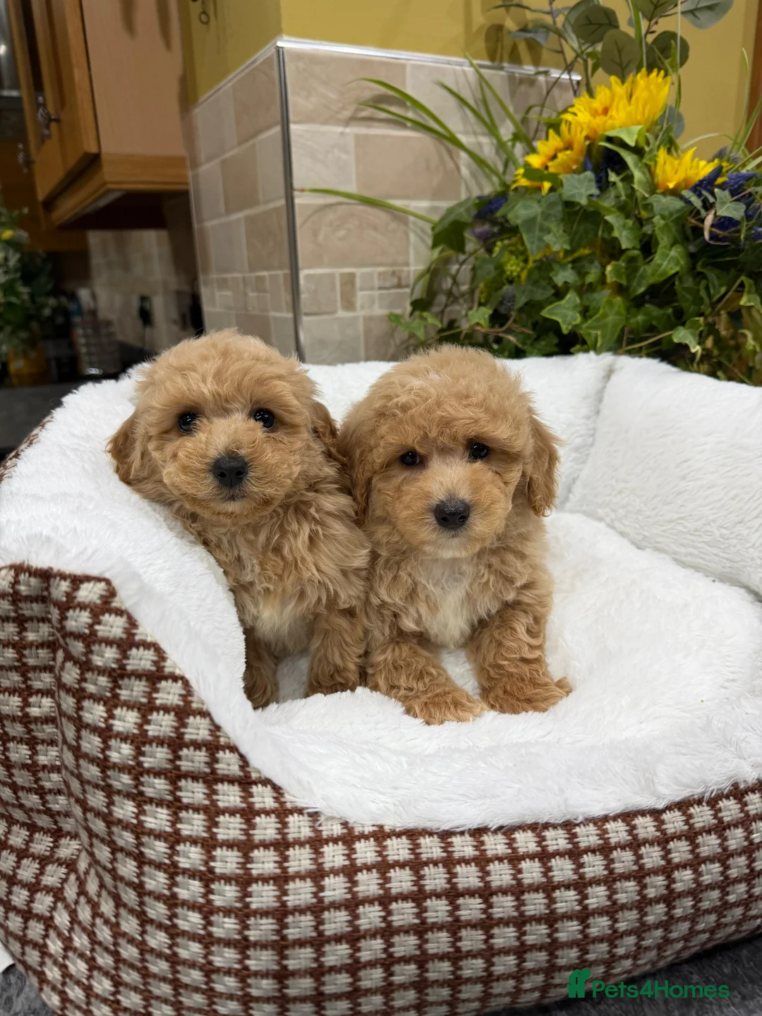 Poochon dogs for sale: Poochon Puppies - Advert 7