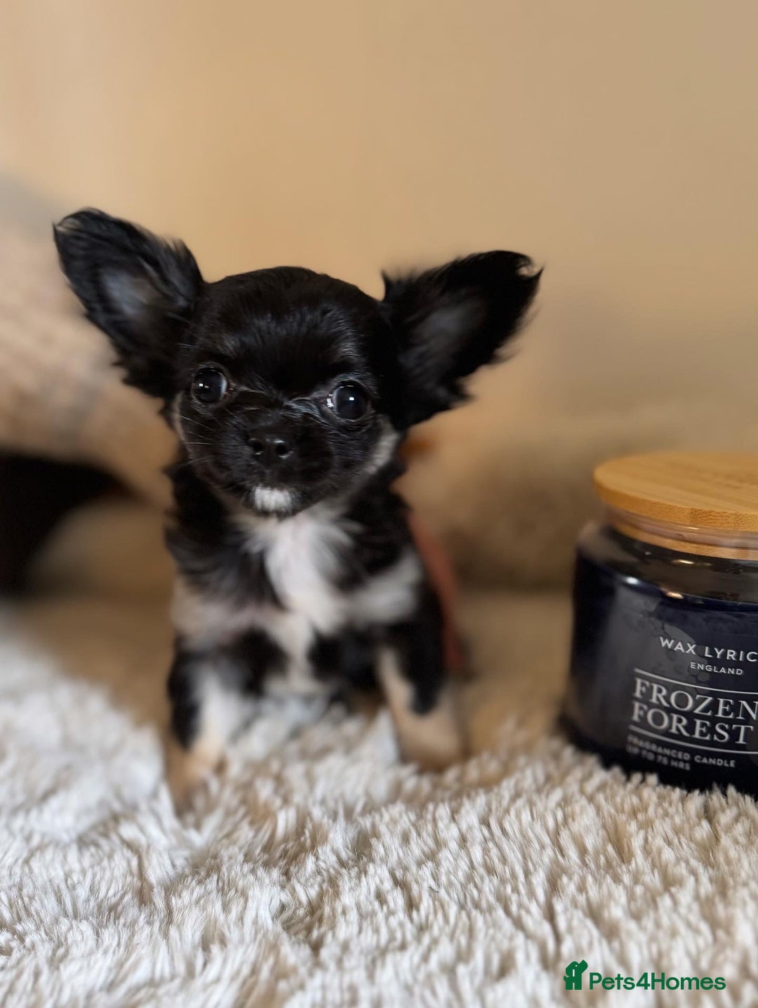 Chihuahua dogs for sale: One left! KC Reg Chihuahua Puppies-  Ready Now - Image 5