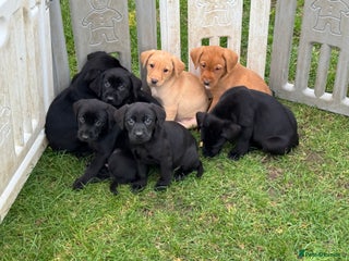 Labrador Retriever dogs - Advert 6