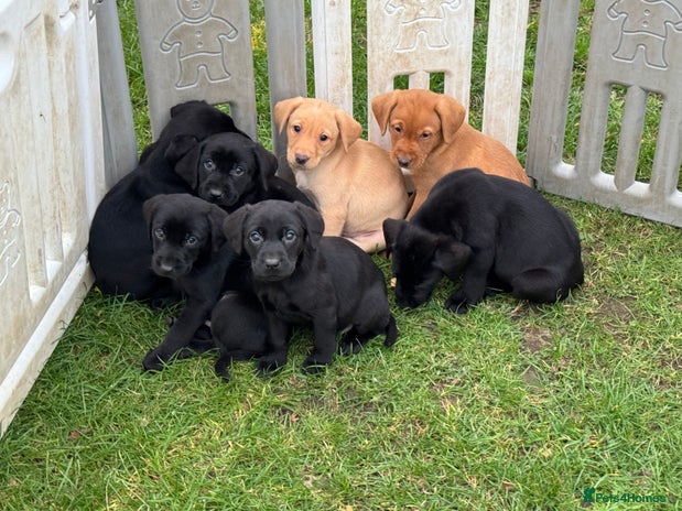 Labrador Retriever dogs - Advert 5