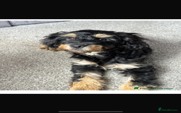 Mixed Breed dogs for sale: Jackapoo x dachshund  - Image 6