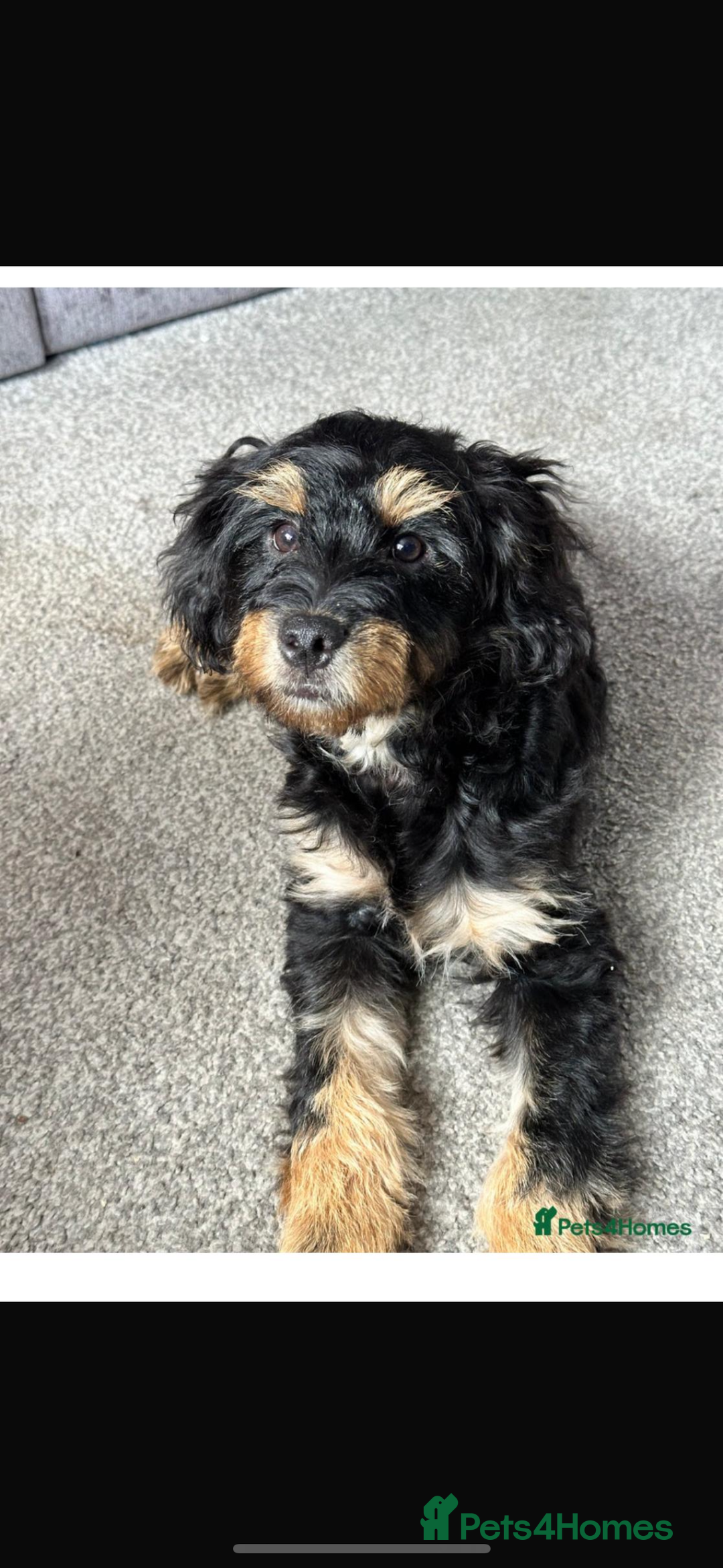 Mixed Breed dogs for sale: Jackapoo x dachshund  - Image 6