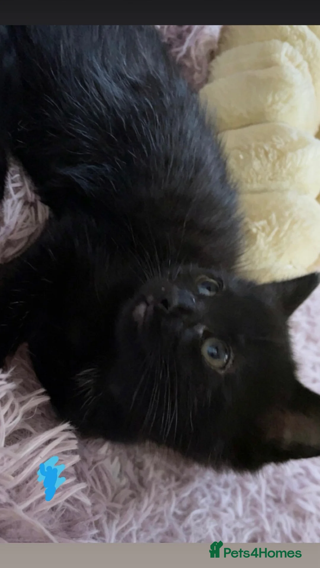 Mixed Breed cats for sale: All black mixed breed kittens - Advert 2