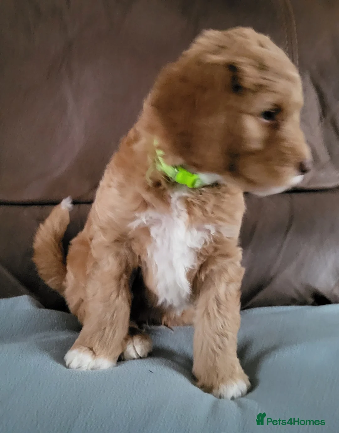 Goldendoodle dogs for sale: Goldendoodle-ONLY THIS BEAUTY LEFT  - Advert 9