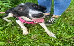 Mixed Breed dogs for sale: New home needed.  - Image 1