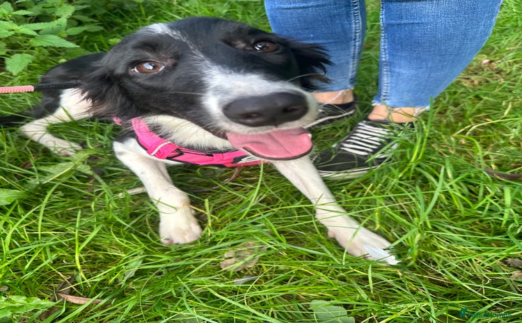 Mixed Breed dogs - Advert 2