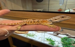Bearded Dragon reptiles for sale: 🔥🔥🔥 BABY BEARDED DRAGONS 🔥🔥🔥 4 LEFT 🔥🔥 - Image 2