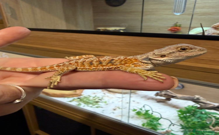 Bearded Dragon reptiles - Advert 1