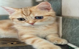 British Shorthair cats for sale: GCCF reg BSH Chocolate Golden Odd Eyes Last Male in London - Image 31