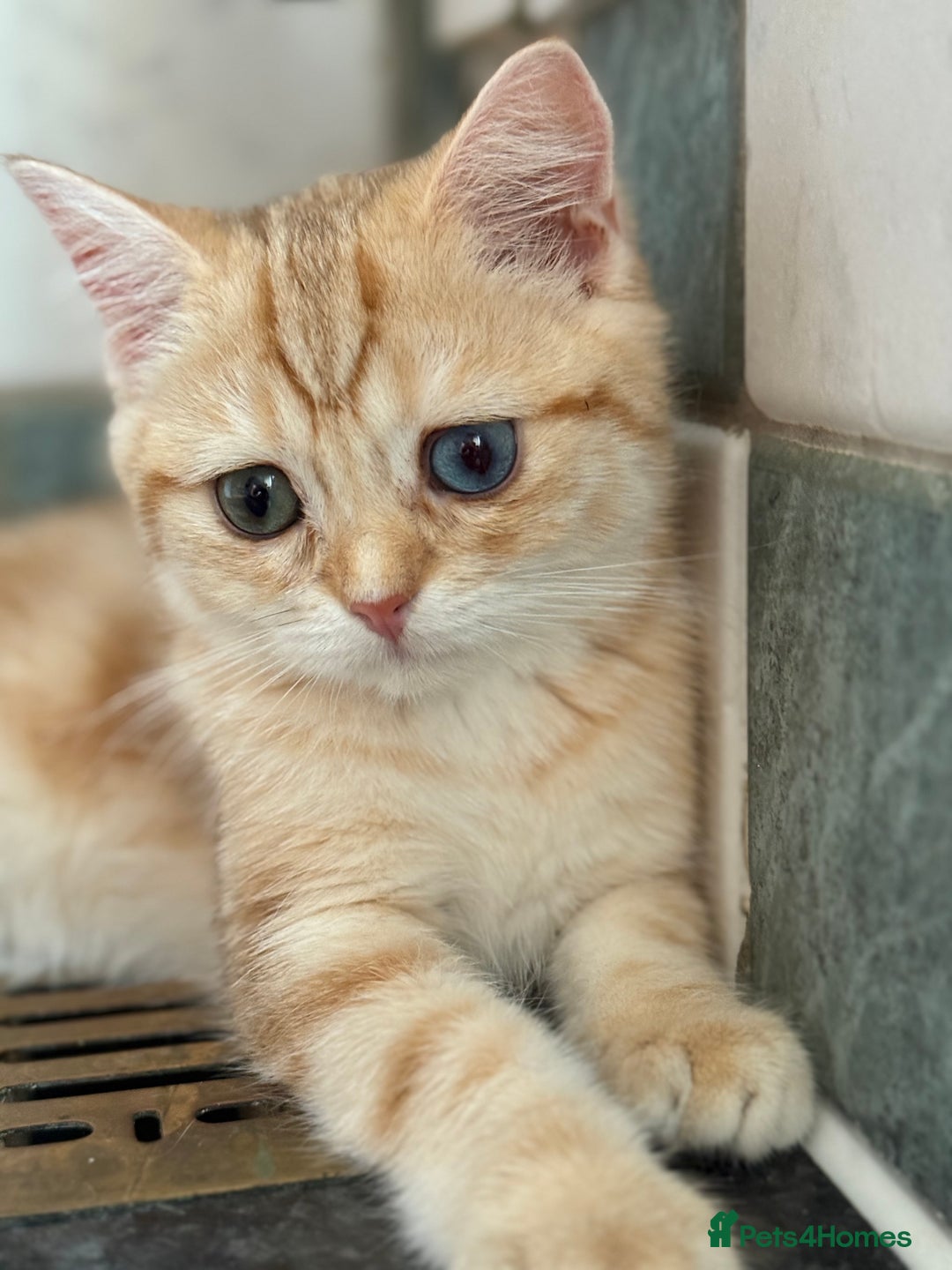 British Shorthair cats for sale: GCCF reg BSH Chocolate Golden Odd Eyes Last Male in London - Image 31