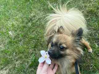 Pomchi dogs Chihuahua x Pomeranian - Advert 3