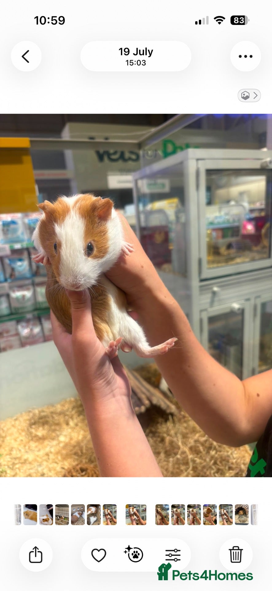 Guinea Pig rodents Two bonded male lovely guinea pigs and hutch  - Advert 1