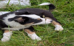 Border Collie dogs for sale: Border Collie Puppies  - Image 17