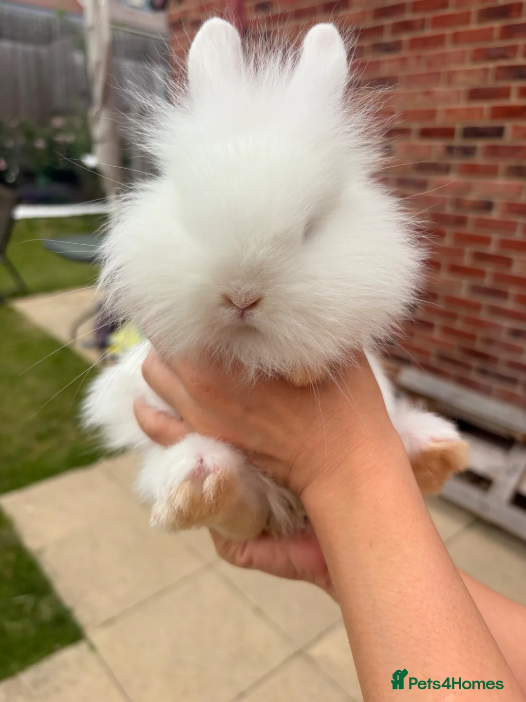 Lionhead rabbits for sale: Blue-Eyed Lionhead Baby Rabbits in St Albans - Advert 2