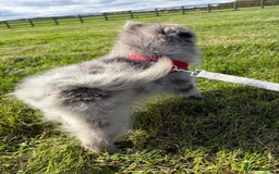 Pomsky dogs for sale: Pomeranian Merle Puppy one left  - Image 5
