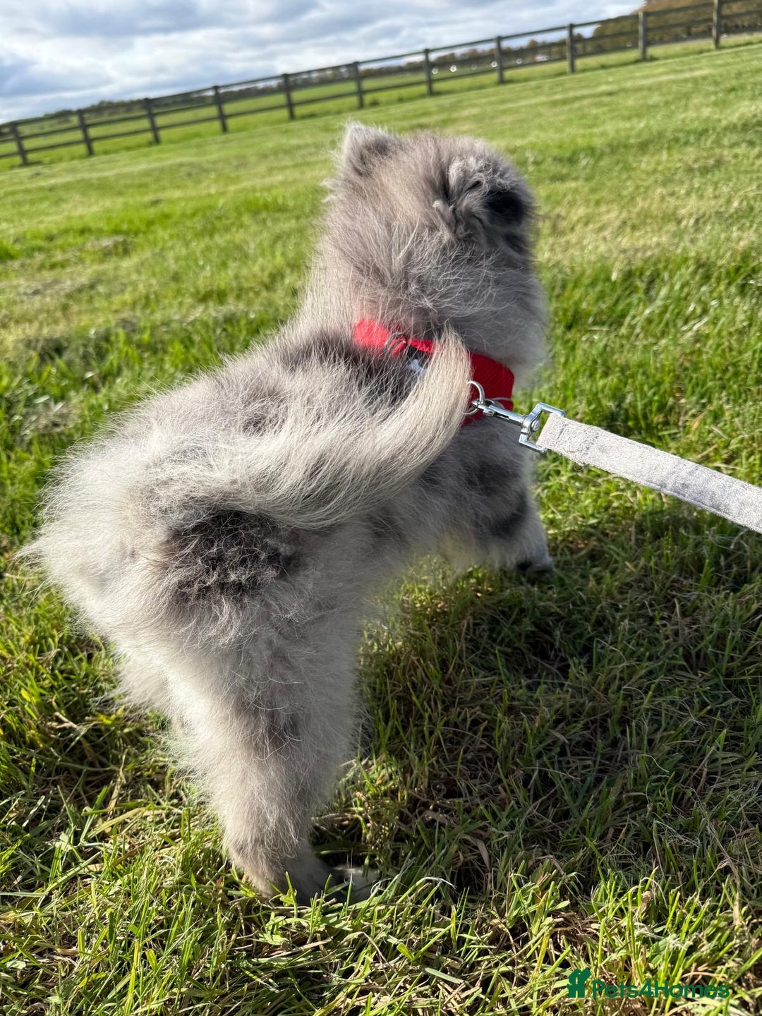 Pomsky dogs for sale: Pomeranian Merle Puppy one left  - Image 5