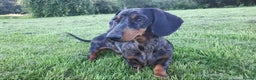 Miniature Dachshund dogs for stud:  Handsome Silver Dapple in Brecon - Advert 2