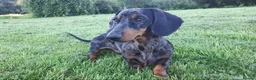 Miniature Dachshund dogs for stud:  Handsome Silver Dapple in Brecon - Advert 2