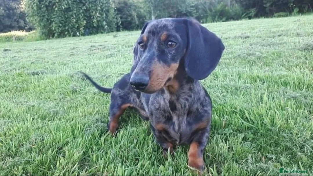Miniature Dachshund dogs for stud:  Handsome Silver Dapple in Brecon - Advert 2