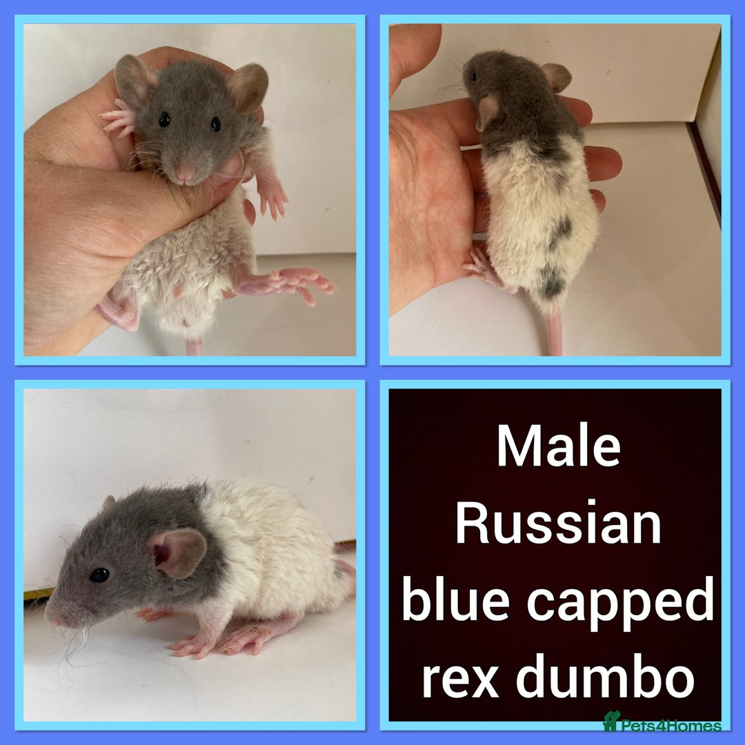 Rat rodents for sale: Adorable Dumbo Baby Rats ❤️ - Image 10
