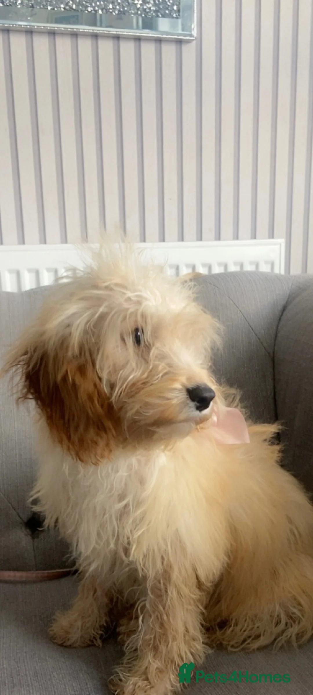 Cockapoo dogs for sale: Cockerpoo  - Advert 2