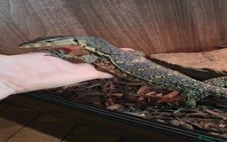 Snake reptiles for sale: Reptile rehoming - Image 4