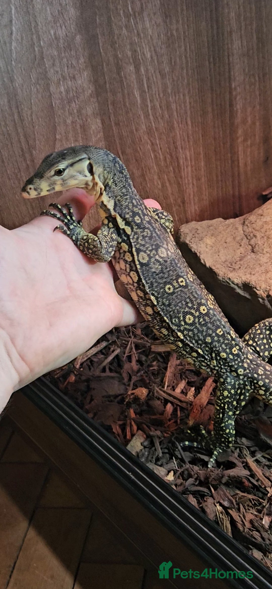 Snake reptiles for sale: Reptile rehoming - Image 4