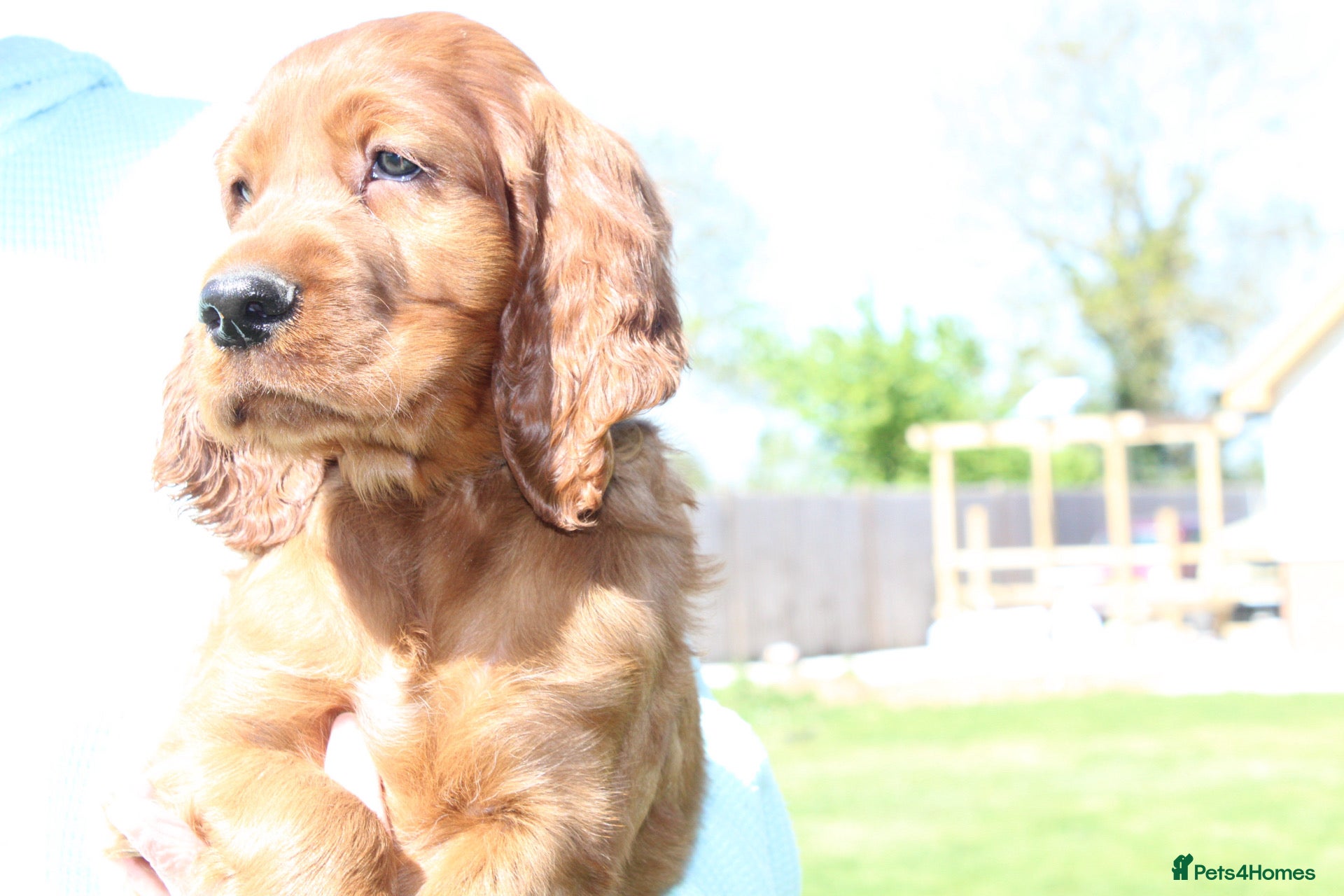Irish Setter dogs Stunning little of Irish setters now available  - Advert 2