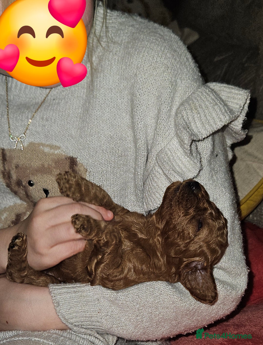 Miniature Poodle dogs for sale: Adorable miniature poodle puppies - Advert 10