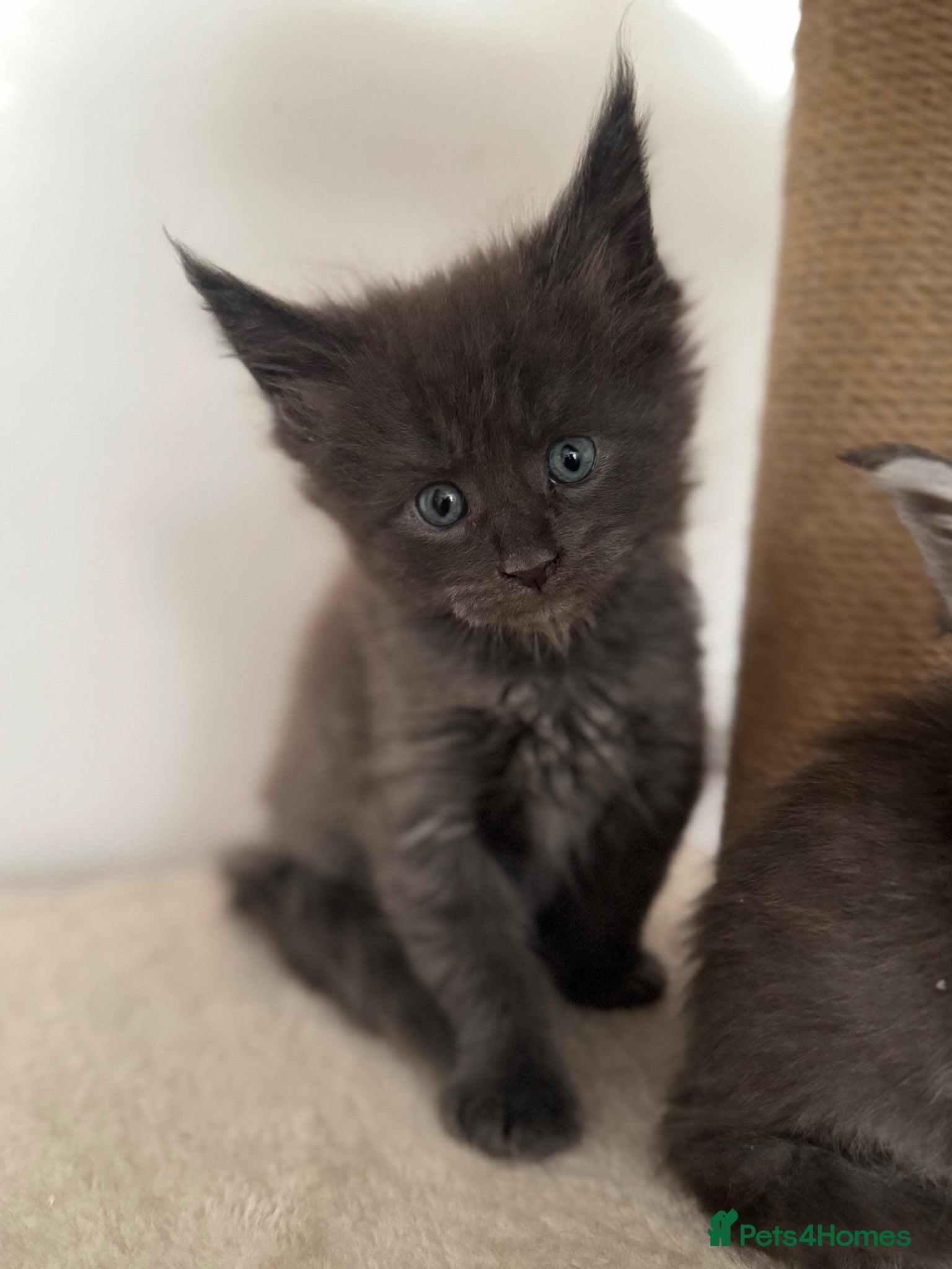 Maine Coon cats Tica Registered 5 Russian Mainecoon   - Advert 2