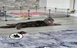 Maine Coon cats for sale: Maine coon kittens - Image 21
