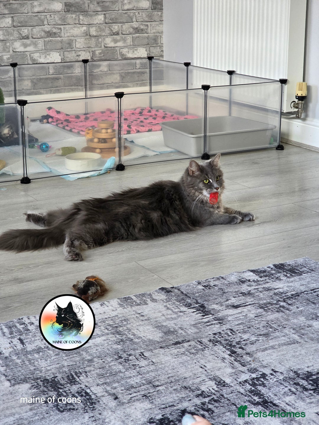 Maine Coon cats for sale: Maine coon kittens - Image 21