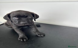 Mixed Breed dogs for sale: Adorable Rottweiler Dogue de Bordeaux x Cane Corso - Image 14