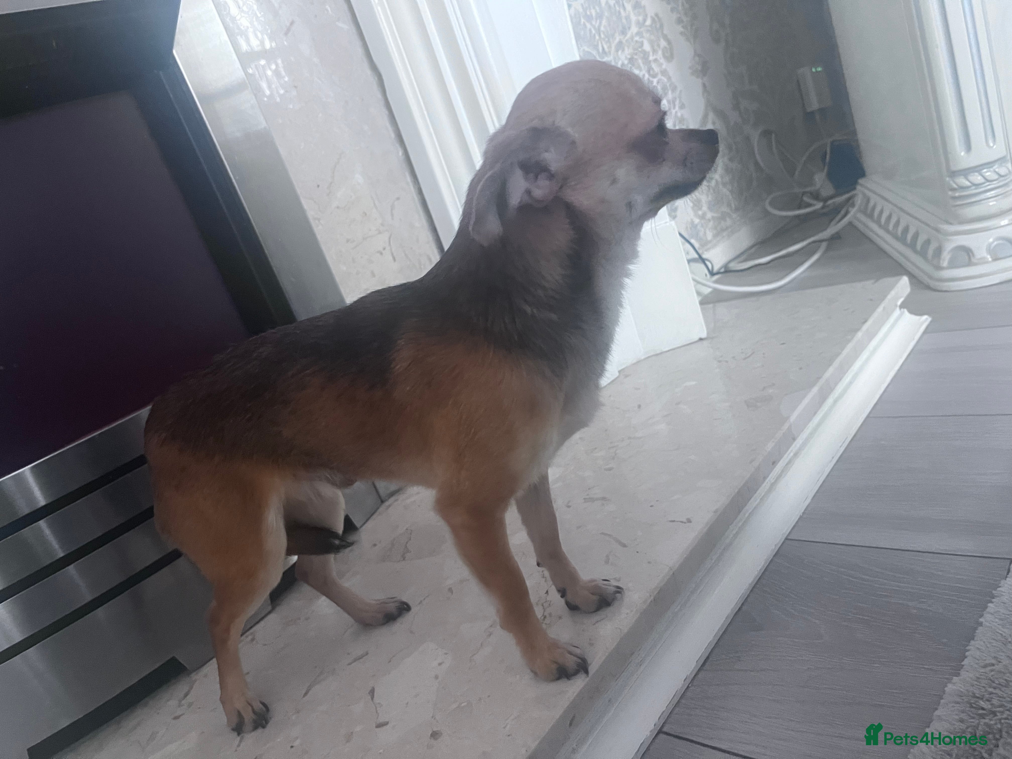 Chihuahua dogs Chihuahua  - Advert 4