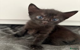 American Shorthair cats for sale: Kittens for sale boys and girls. - Image 14