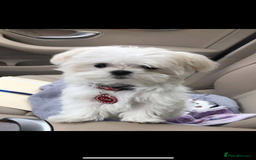Maltese dogs for sale: Maltese - Image 1
