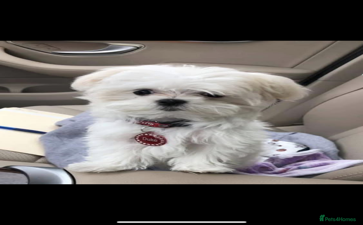 Maltese dogs - Advert 2