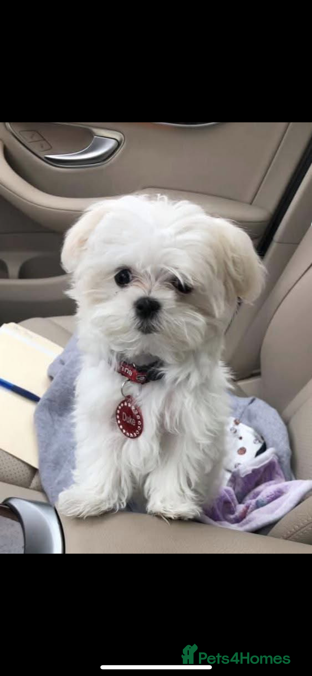 Maltese dogs for sale: Maltese - Image 1