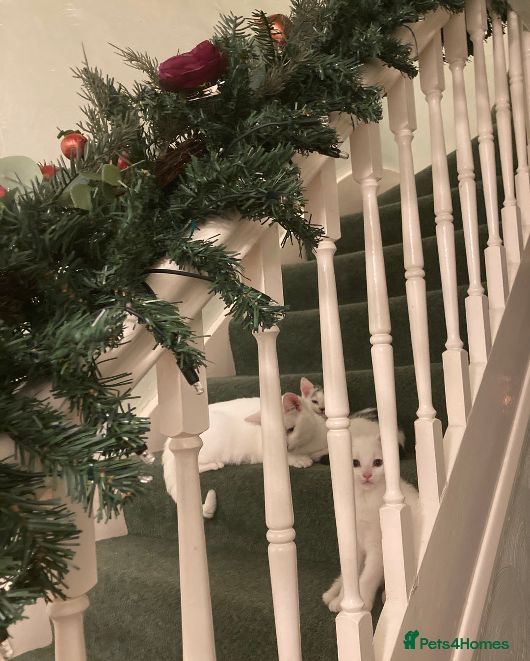 Turkish Van cats for sale: Gorgeous Turkish Van kitten - Advert 11